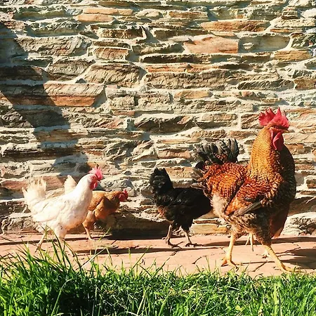 La Quintana De Zarauza Teijois